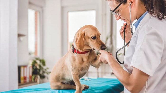 medicina veterinária